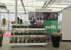 Nog meer varieteiten van PAC. 